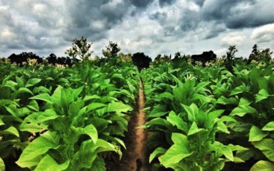 6 Books Every Future Farmer Should Read