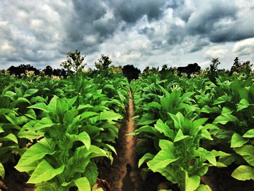 6 Books Every Future Farmer Should Read