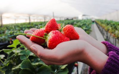 Market Case for Organic Farms