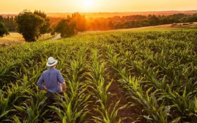 Anheuser-Busch Initiative Aims to Help Organic Farms