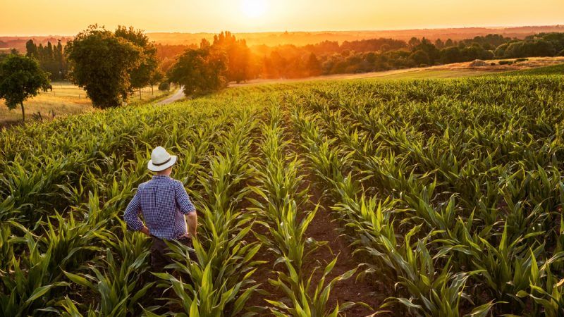 Anheuser-Busch Initiative Aims to Help Organic Farms