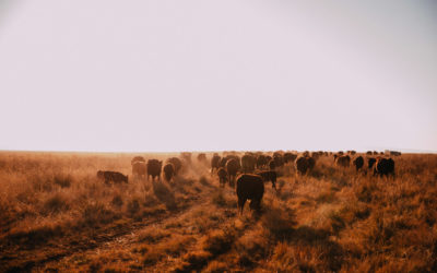 Grassland and Carbon Dioxide