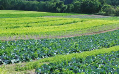 6 Principles of Crop Rotation