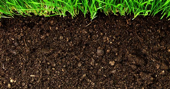 Five Core Principles of Soil Restoration