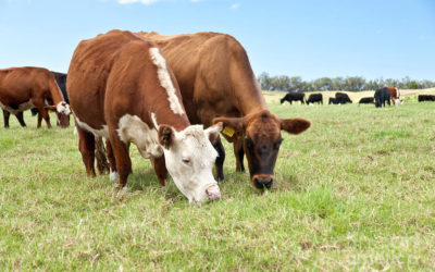 6 Principles of Grazing Management