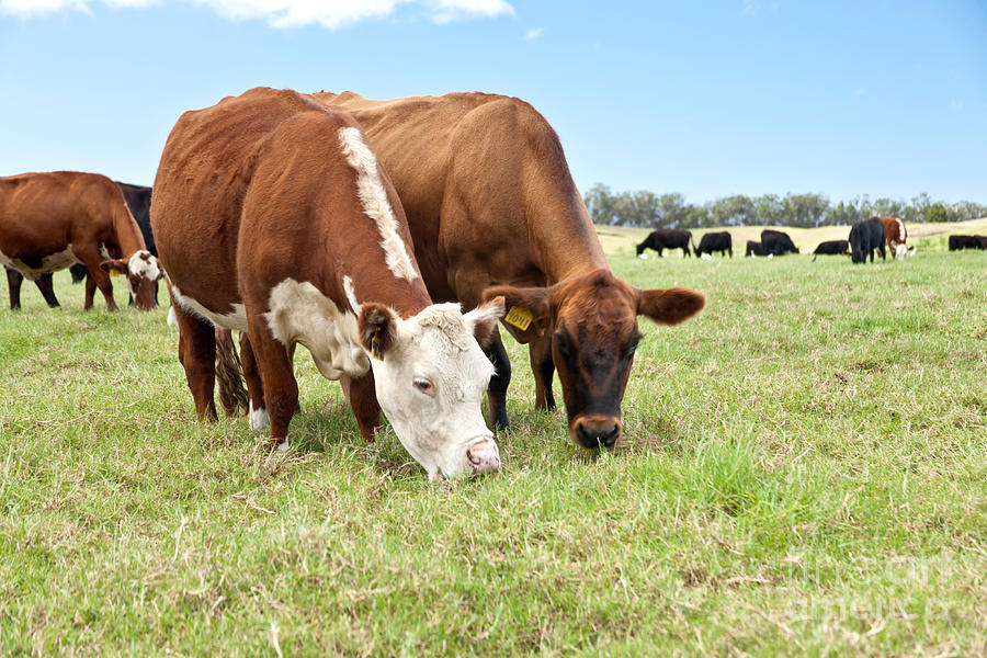 6 Principles of Grazing Management