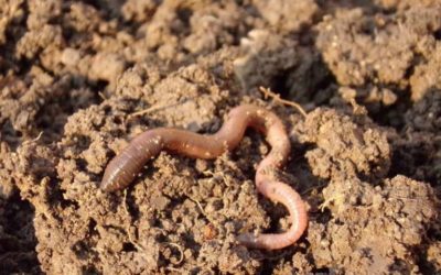 Micro Plastic In Soil And Its Effect On Worms