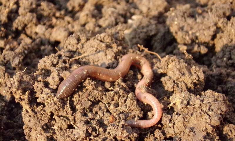 Micro Plastic In Soil And Its Effect On Worms