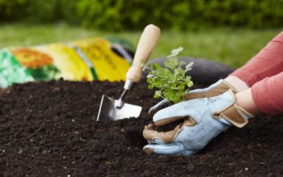 Sustainable Gardening Methods