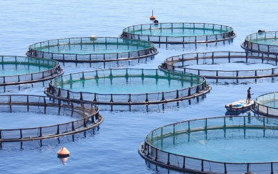 6 Things To Know About Fish Farms