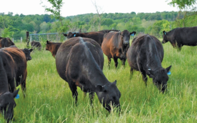 Living Eco-Friendly While Still Consuming Meat