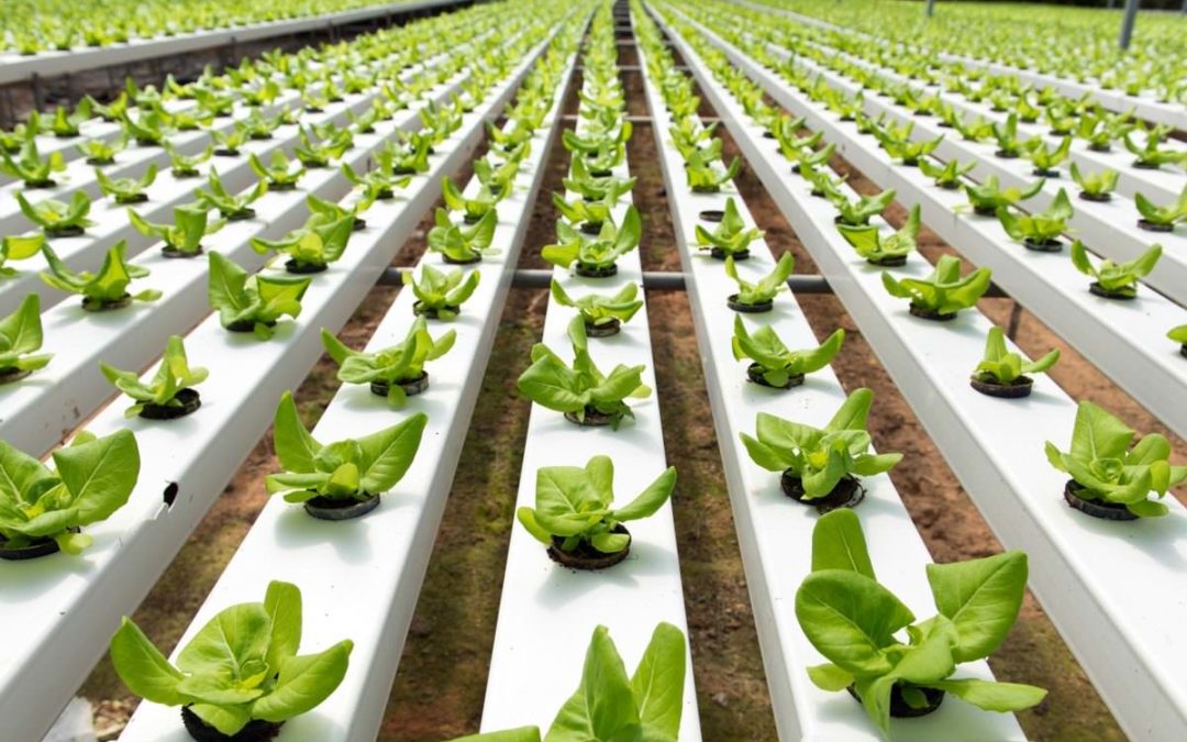 What Is Hydroponic Farming?
