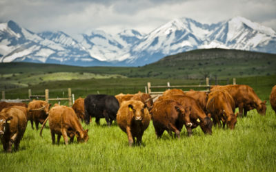 High-Intensity Grazing Trial Yields Early Results