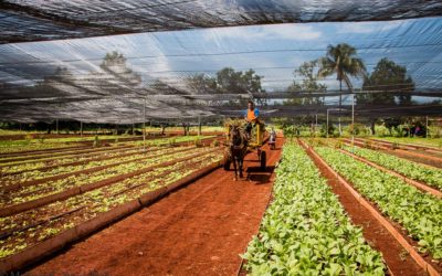 How Sustainable Agriculture Has Affected Rivers in Cuba