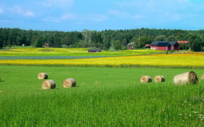 Organic Vs. Sustainable Farms