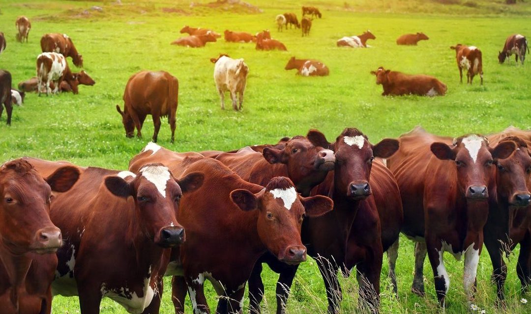 6 Ways the Meat Industry Affects the Environment