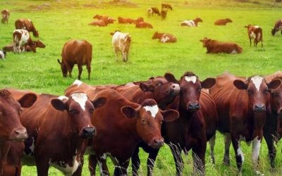 6 Ways the Meat Industry Affects the Environment