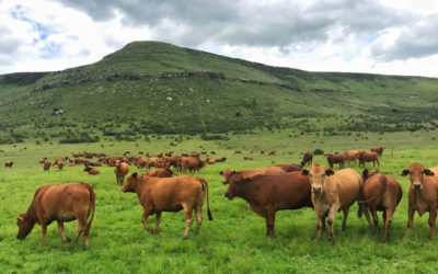 High Stock Density Grazing VS Holistic Planned Grazing