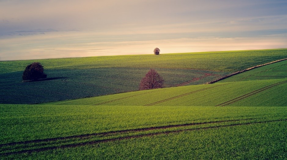 Why So Few Organic Farms?