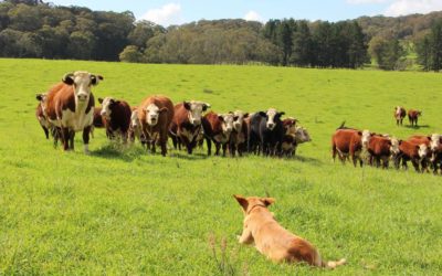 How to Graze Responsibly