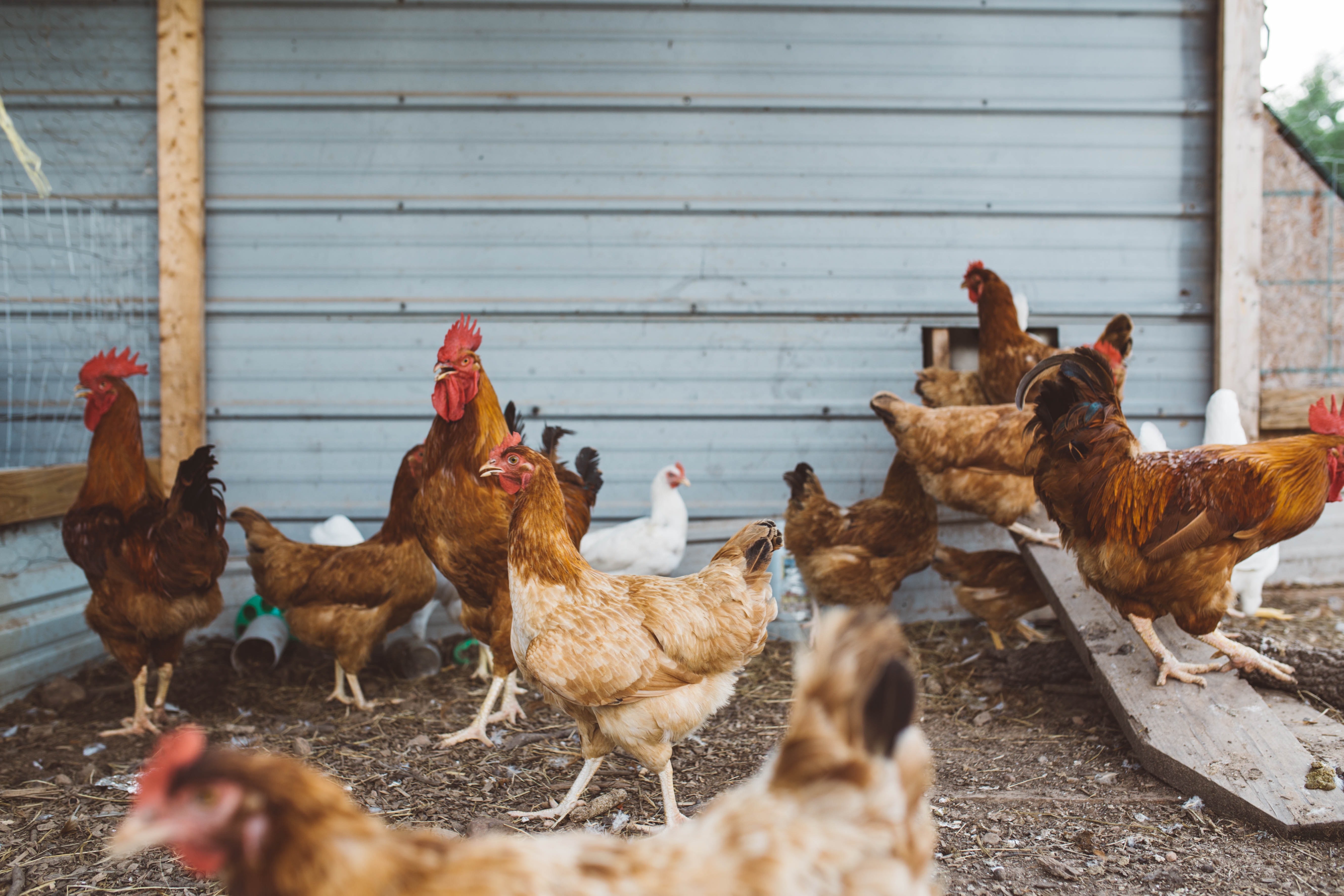 Abundant Permaculture