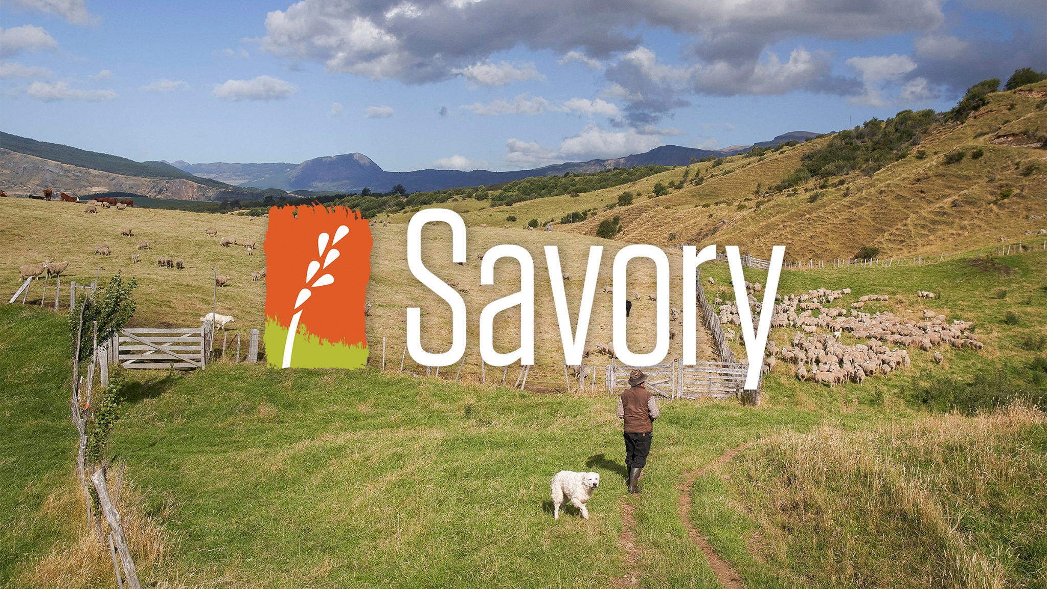 Savory Network