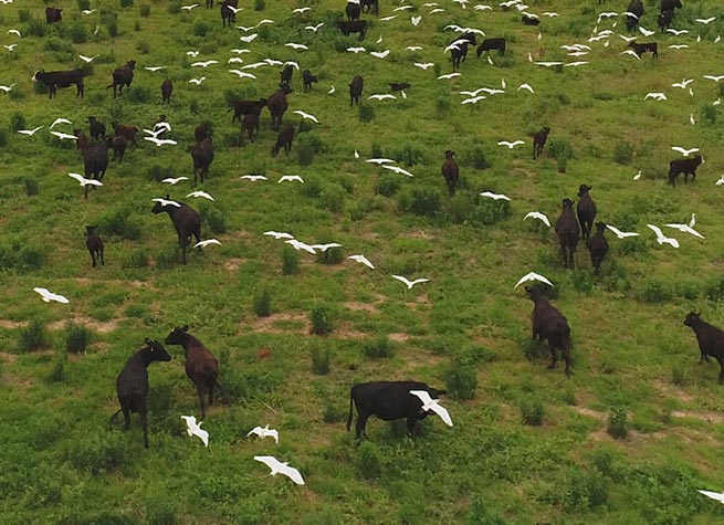 White Oak Pastures