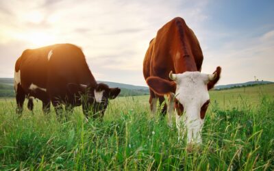 Setting Up a Grass Fed Beef Farm