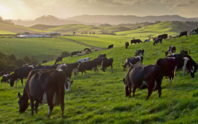 Best Forage Grasses for Raising Cattle